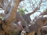 Adansonia gibbosa Dry season-3.jpg